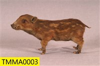 Formosan Wild Boar Collection Image, Figure 4, Total 19 Figures